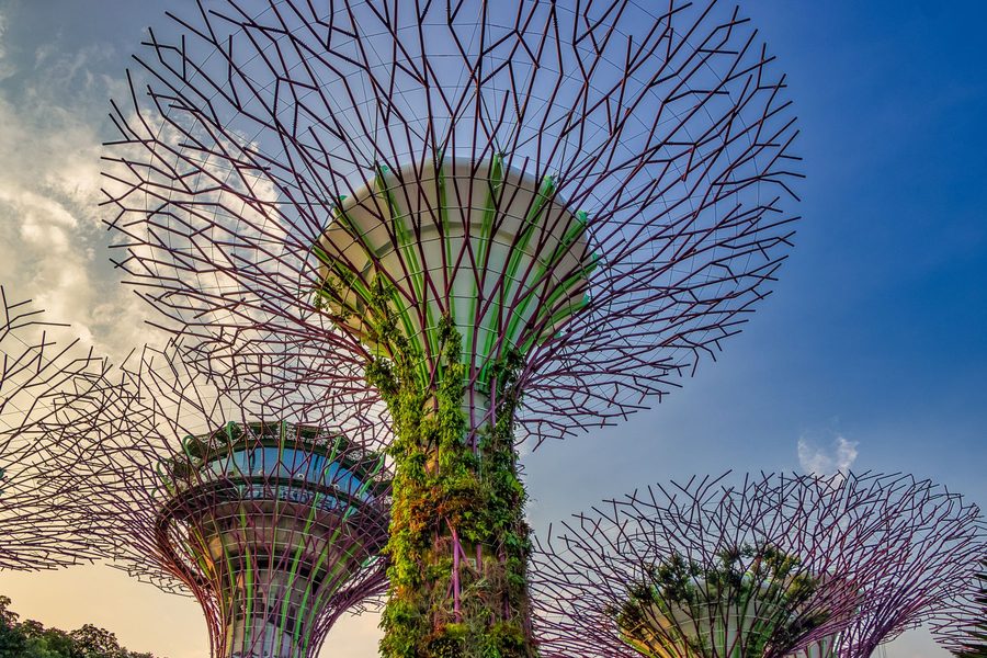 Supertree Grove at Gardens by the Bay in Singapore under a blue sky